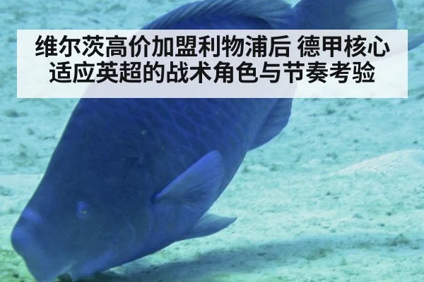 维尔茨高价加盟利物浦后 德甲核心适应英超的战术角色与节奏考验